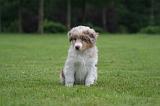 BERGER AUSTRALIEN PUPPIES 823